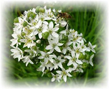 Erba cipollina cinese - Allium tuberosum sp.