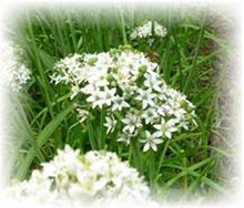 Aglio da taglio bianco  - Allium species