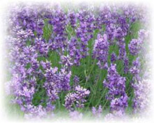 Lavandula officinalis