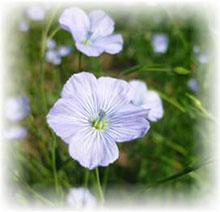 Lino - Linum usitatissimum