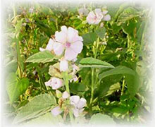 Eibisch - Althaea officinalis