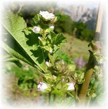 Malva verticillata