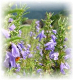 Türkische Melisse - Dracocephalum moldavicum