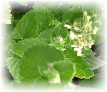 Weiße Melisse - Nepeta cataria ssp.citriodora