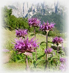 Oswego -Monarda fistulosa