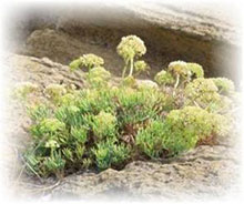 Meerfenchel - Crithum maritimum