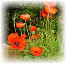 Papavero perenne - Papaver orientale
