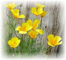 Mohn Kalifornischer - Eschscholzia californica