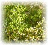 Origano kretischer - Origanum creticum