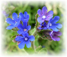 Anchusa officinalis