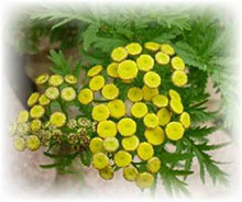 Tanacetum vulgare