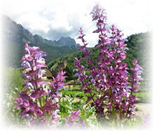 Muskatellersalbei Piemont - Salvia sclarea var. turkestanica