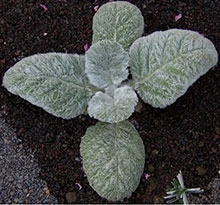 Salvia foglia d’argento - Salvia argentea