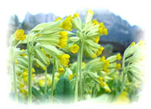 Schlüsselblume - Primula veris