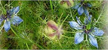 Schwarzkümmel - Nigella sativa