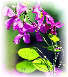 Lunaria - Lunaria annua