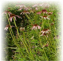 Echinacea angustifolia - Echinacea angustifolia