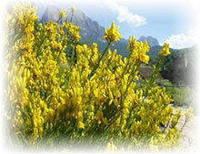 Ginestra spagnola - Spartium junceum