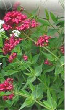 Spornblume rotblühend - Centranthus ruber