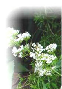 Spornblume weißblühend - Centranthus ruber Albus