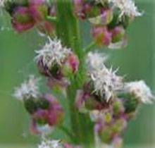 Stranddreizack - Triglochin maritimum