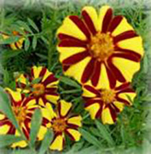 Tagetes gestreift - Tagetes patula