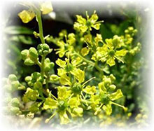 Ruta - Ruta graveolens