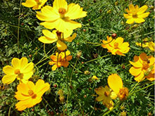 Cosmos (orange)