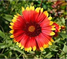 Kokardenblume - Gaillardia aristata