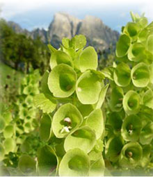 Bella d’Irlanda - Moluccella laevis