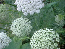 Zahnstocher-Ammei- Ammi visnaga