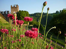 Kornblume rot - Centaurea cyanus