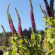 Kaukasusgamander- Teucrium hyrcanicum