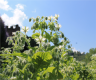 Borretsch weiß- Borago officinalis