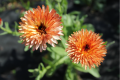 Calendula officinalis Pink surprise